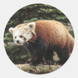 Adesivos Red Panda