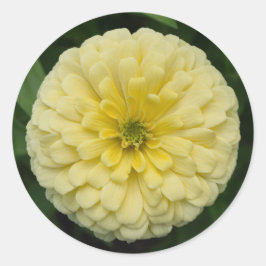 Adesivos redondos de flores da Zinnia amarela