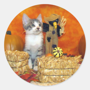 Adesivos Redondos de Gato / Gatinho - A Queda de P