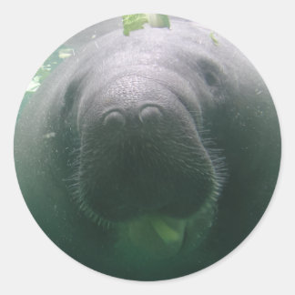 Adesivos redondos de Manateio de disquete