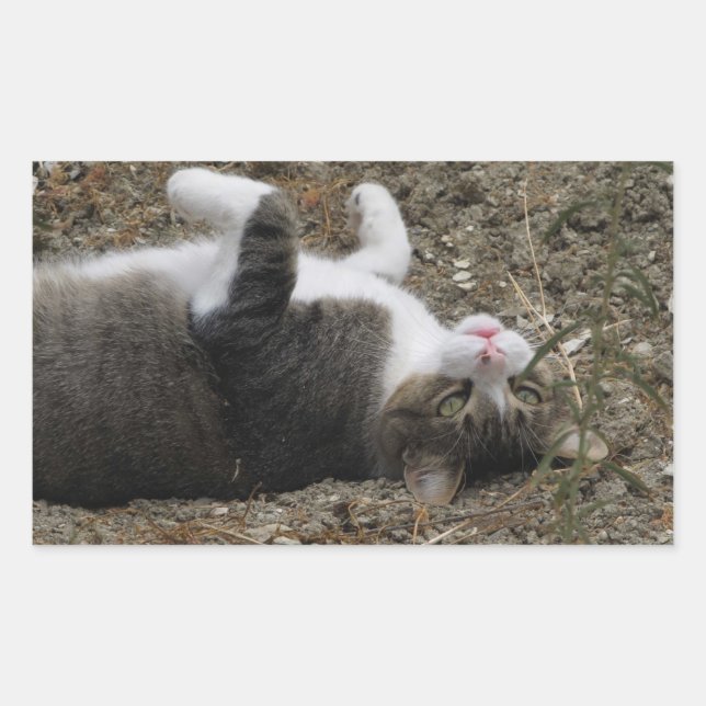 Adesivos retangulares do Gatinho invertidos (Frente)