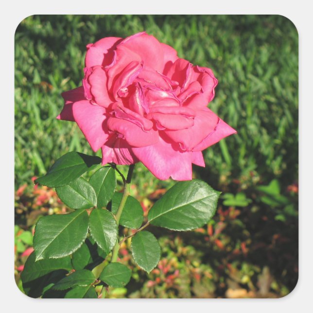Adesivos rosa rosa rosa rosa rosa (Frente)