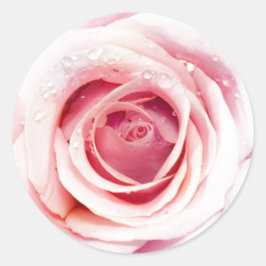 Adesivos Rosa Rosa Rosa Rosa Rosa Rosa Rosa Rosa