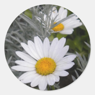 Adesivos Shasta Daises Brancos (com/Dourado)