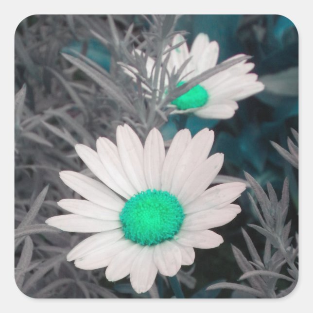 Adesivos Shasta Daisy Brancos (w/Aqua) (Frente)