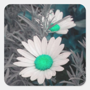 Adesivos Shasta Daisy Brancos (w/Aqua)
