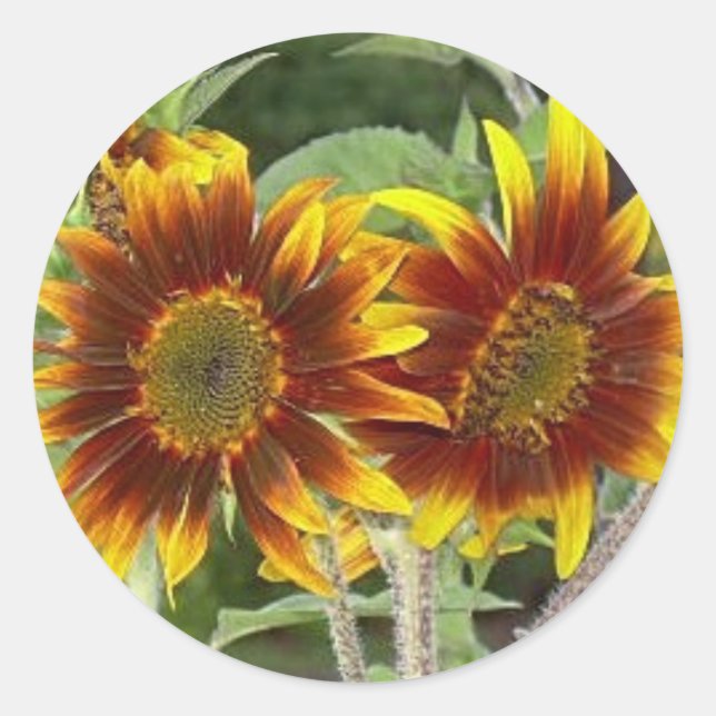 Adesivos SunFlower Duo (Frente)