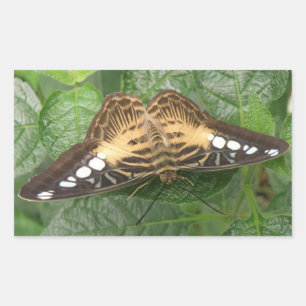 Adesivos Tropicais bonito
