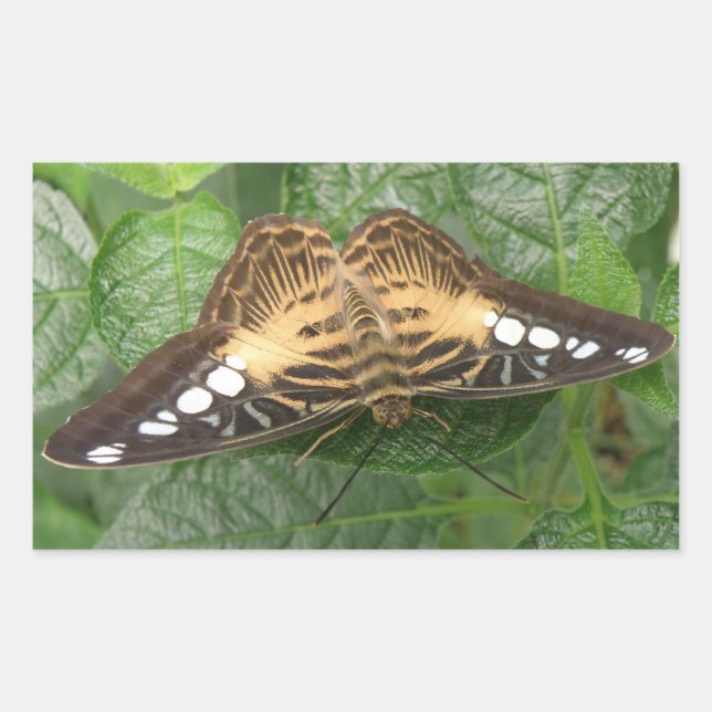 Adesivos Tropicais bonito da Borboleta (Frente)