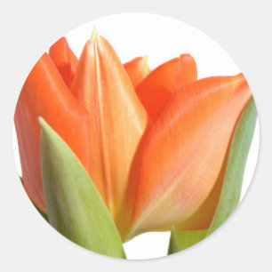 Adesivos Tulip
