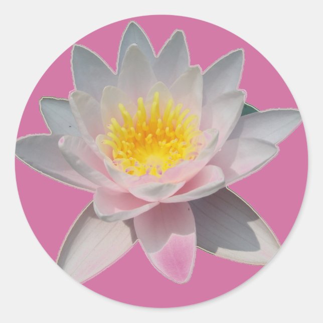Adesivos Waterlily Rosa (Frente)