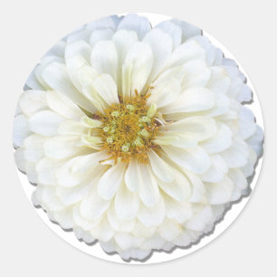 Adesivos - Zinnia branca