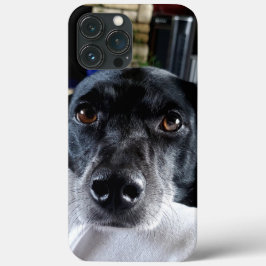 Adicione a foto do seu cão a este personalizado