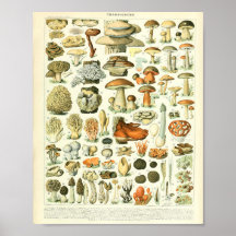 Adolphe Millot Champignon Mushroom Impressão