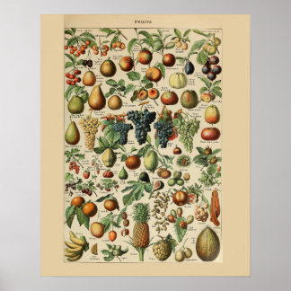 Adolphe Millot Fruta Poster