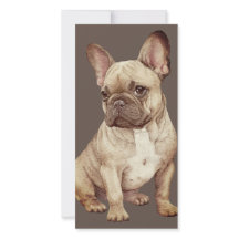 Adorável Bulldog Francês