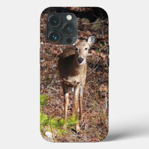 Adorável cervo na fotografia da natureza