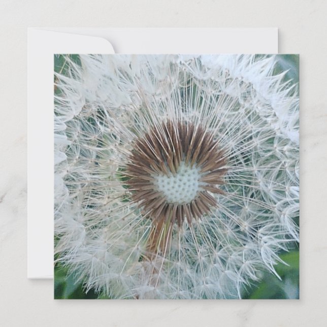 Adorável Dandelion Branco (Frente)