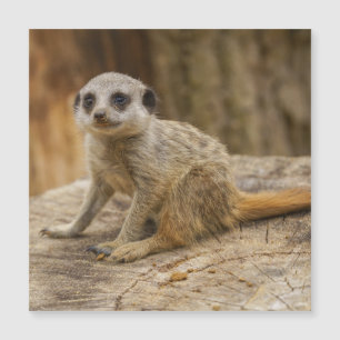Adorável Meerkat Baby