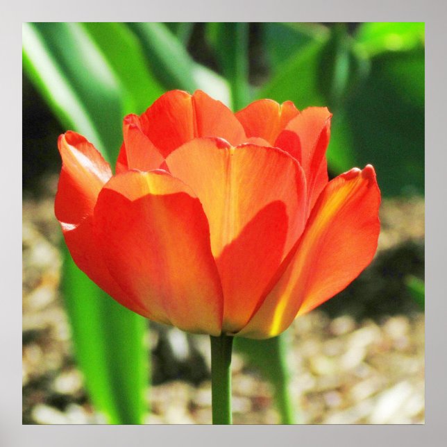 Adorável Poster de Tulip Coral (Frente)