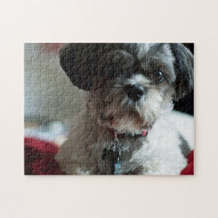 Adorável Shih Tzu Quebra-cabeça