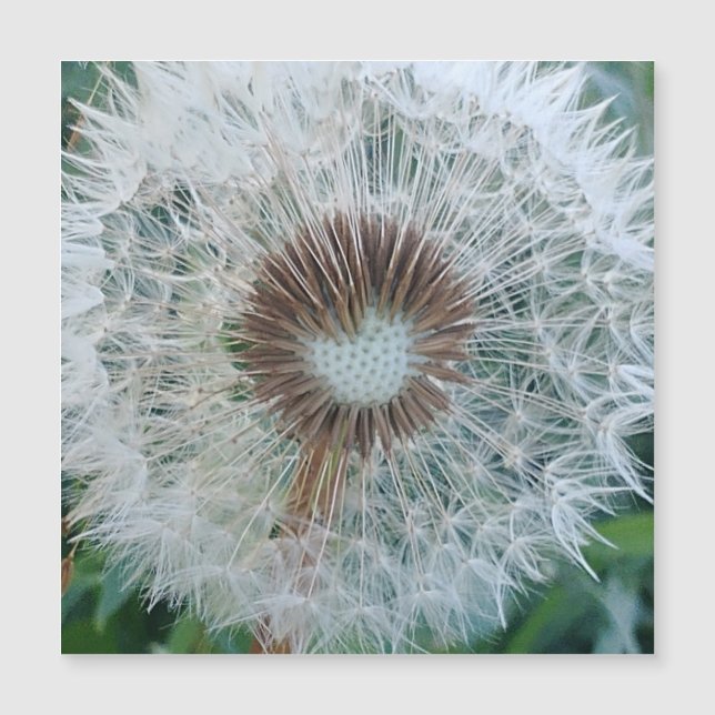 Adorável White Dandelio (Frente)