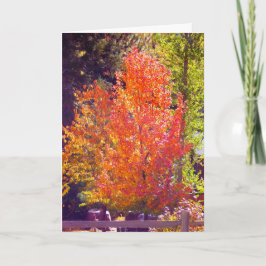 Adoro o Cartão de Queda