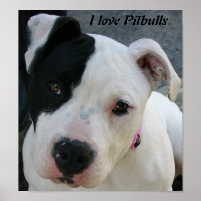 Adoro Pitbulls Poster (Frente)