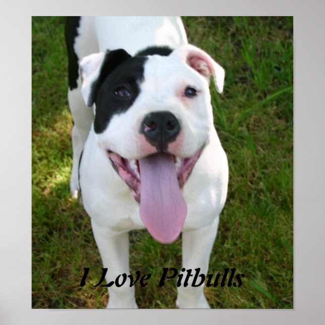 Adoro Pitbulls Poster (Frente)