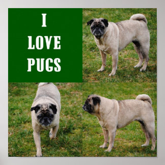 Adoro Pugs Poster