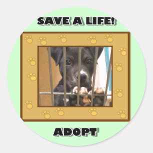 Adote uma etiqueta do filhote de cachorro