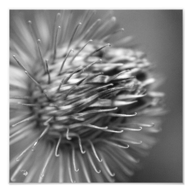 afetuoso - Premium pressão de fotografia cetim (Frente)