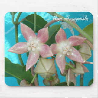 Aff de Hoya. imperialis MousePad