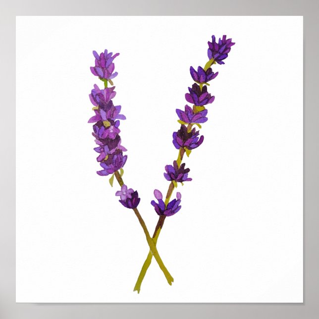 Affiche, poster lavande aquarelle (Frente)