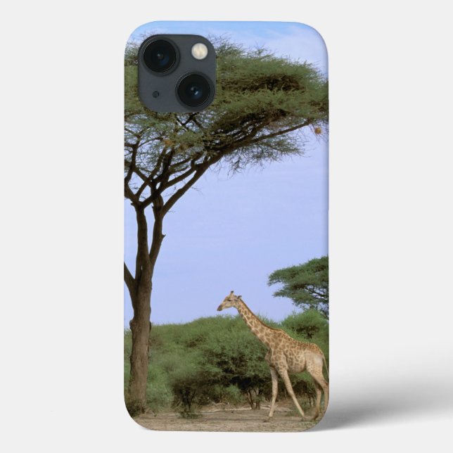 África, Botswana, delta de Okavango. Do sul (Verso)