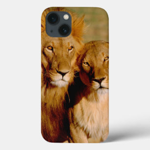 África, Namíbia, Okonjima. Leão & leoa