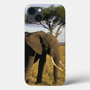 África, Quênia, Maasai Mara. Um elefante no