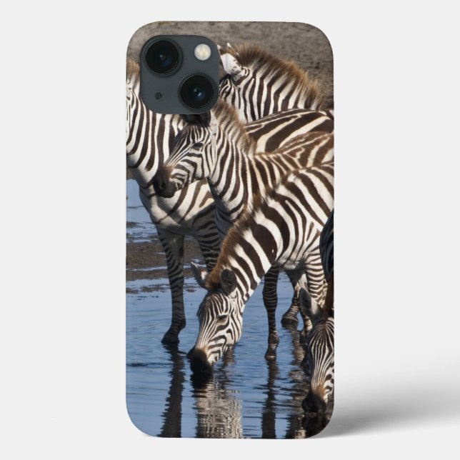 África. Tanzânia. Bebendo Zebras em Ndutu em (Verso)