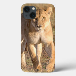 África, Tanzânia, Serengeti. Leão e Leoa
