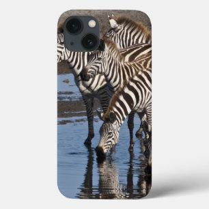 África. Tanzânia. Zebras bebendo em Ndutu