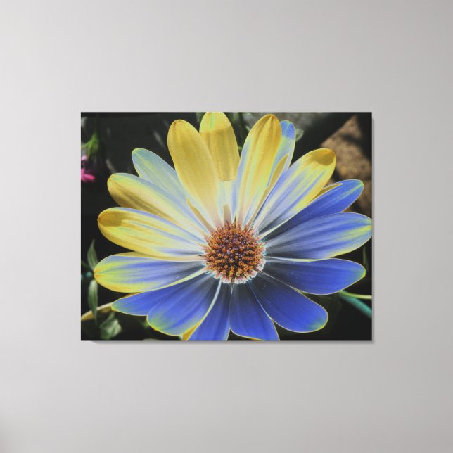 African Daisy Lapis e Dourada Canvas Print (Frente)