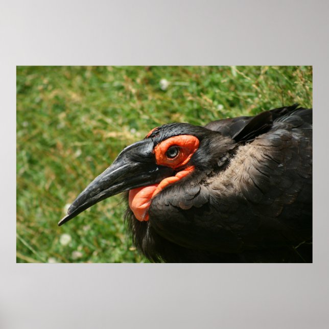 African Ground Hornbill Poster (Frente)