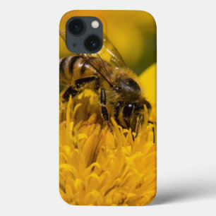 African Honey Bee With Pollen Sacs Feeding