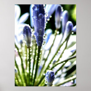 Agapanthus Droge Poster