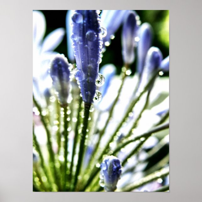 Agapanthus Droge Poster (Frente)