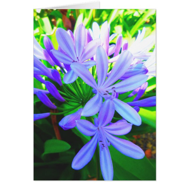 Agapanthus glorioso - cartão de presente (Frente)