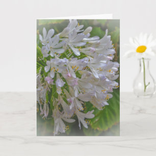 Agapanthus Lily Flowers Cartão de Nota De Arte Flo