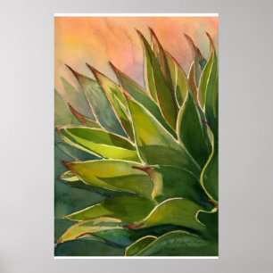 Agave atenuuata poster