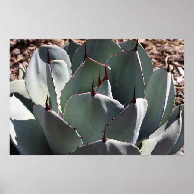 Agave parryi poster (Frente)