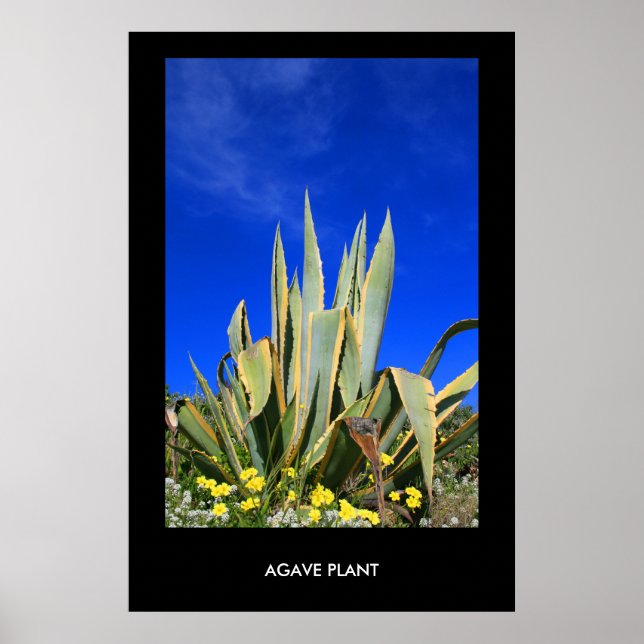 Agave Plant Poster, Impressão (Frente)